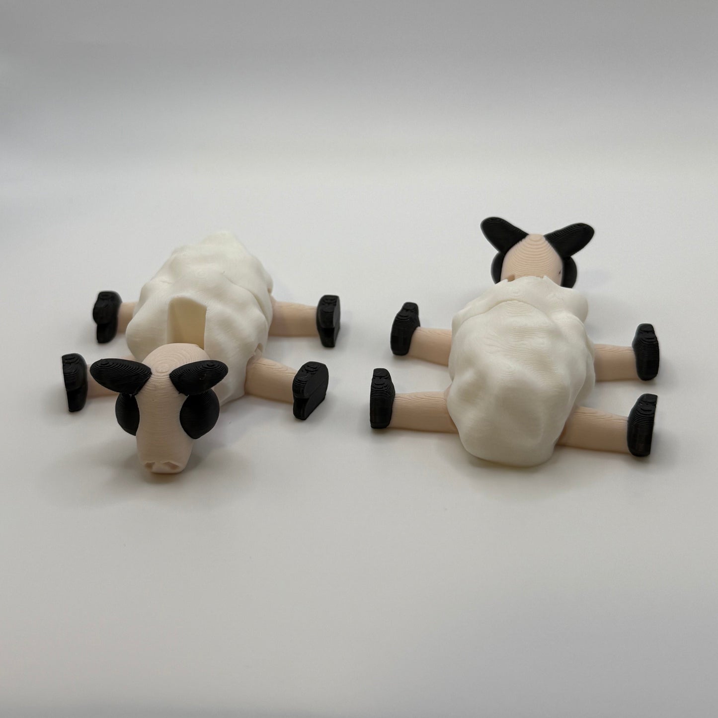 Sheeps Laying